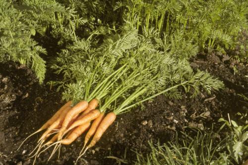 Посадка лука и моркови под зиму. Как бороться с вредителем моркови