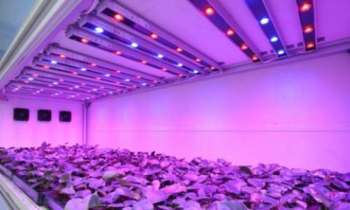 Светодиодные лампы для подсветки растений. Освещение для растений светодиодное: характеристики, советы по самостоятельному устройству