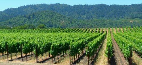 Виноград, как быстро растет. Условия выращивание виноградной лозы