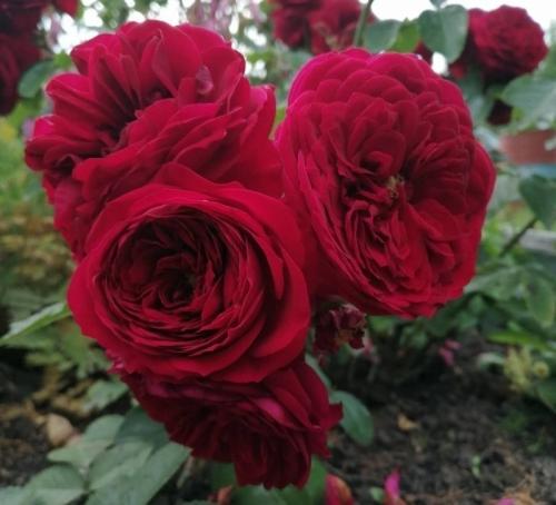 Розы для тенистых мест. 10 сортов роз, которые можно сажать в тени