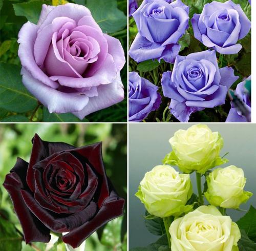 Розы белые с розовой каймой. 35 сортов чайно-гибридных роз