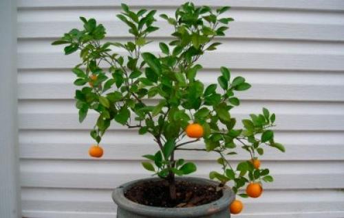 Как привить апельсин в домашних условиях. Выращивание в домашних условиях