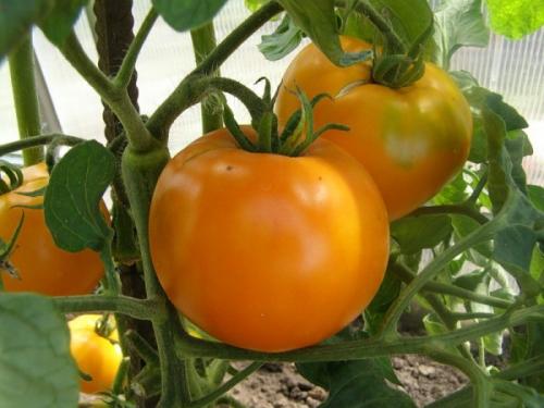 Лучшие семена овощных культур для средней полосы. Лучшие сорта помидор для средней полосы России