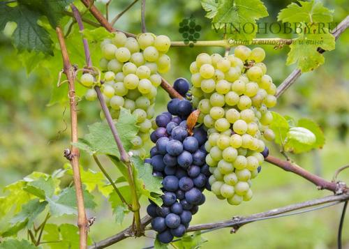 Лучшие сорта винограда для вина. Лучшие сорта винограда для производства вина. Какие подойдут для Подмосковья и Сибири
