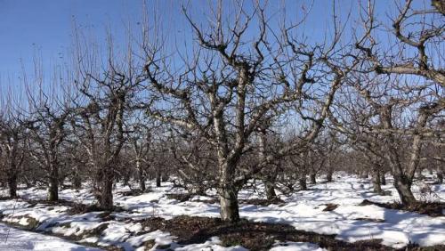 Как подготовить саженцы плодовых деревьев к зиме. Как подготовить к зиме молодые плодовые деревья