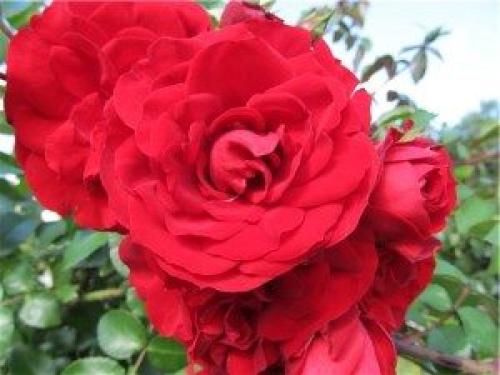 Розы чайно гибридные лучшие сорта для Подмосковья. Лучшие розы: сорта для Подмосковья (описание, фото)