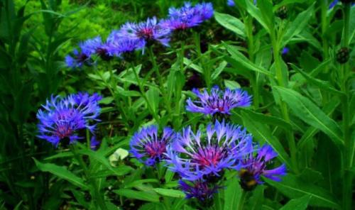 Цветы синие и голубые. Топ-5 самых популярных синих цветов многолетников