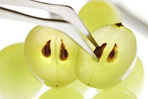 Как вырастить виноград из косточки. В каких случаях следует выращивать виноград из косточки?