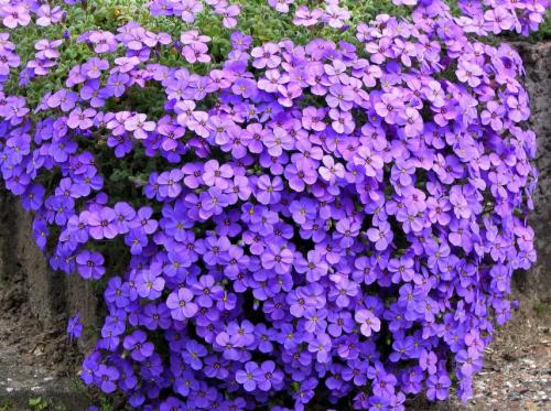 Раннецветущие голубые цветы. Синие и голубые многолетники: фото и названия, топ цветущих все лето