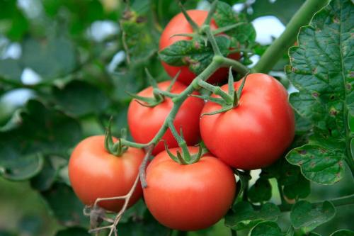 Чем подкормить помидоры для созревания плодов. Подкормки томатов