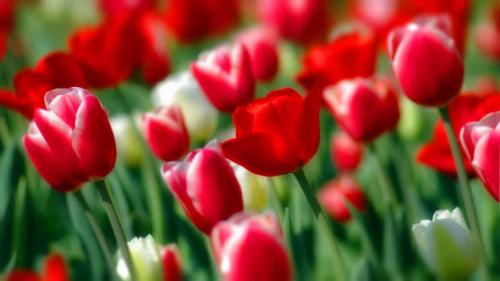 Тюльпаны многоцветковые посадка и уход. Правила ухода за многоцветковыми тюльпанами
