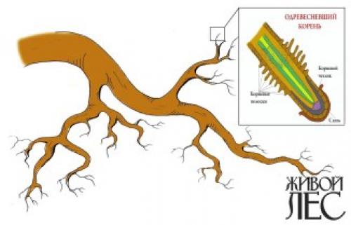 Стержневая корневая система у, каких деревьев. Расположение и строение
