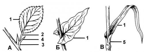 Сложные листья. внешнее строение (морфология) листьев