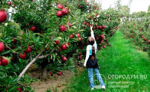 Схема посадки яблоневого сада промышленный способ. Особенности разных подвоев