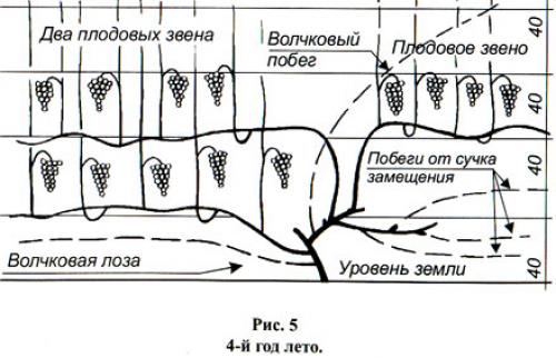 Схема посадки виноградника