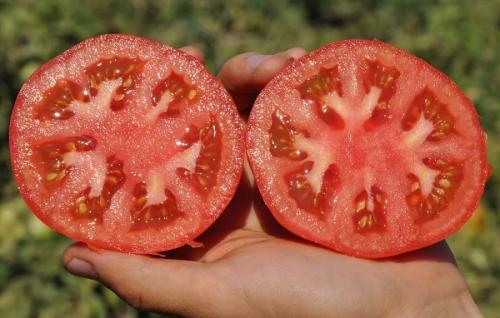 Сорт помидор хрустик. Лучшие сорта томатов на 2021 год: характеристики, описание и фото
