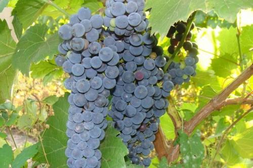 Сорт винограда амурский. Стойкая лиана для любого климата — виноград Амурский, описание сорта, фото, отзывы
