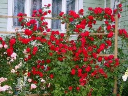 Лучшие сорта плетистых роз для Подмосковья. Плетистые розы: сорта для Подмосковья