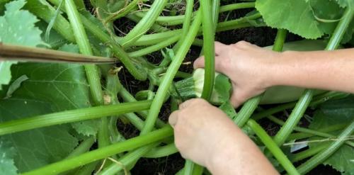 Как можно сохранить кабачки на зиму без стерилизации