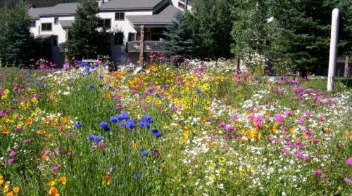 Какие виды цветов можно выращивать на мавританском газона