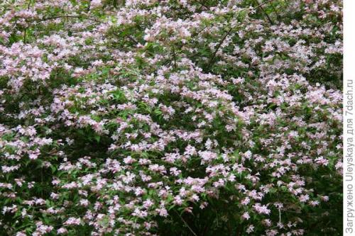 Какие бордюрные растения лучше всего выдерживают избыточную влажность