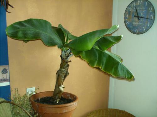 Какие растения считаются плохими предзнаменованиями для здоровья