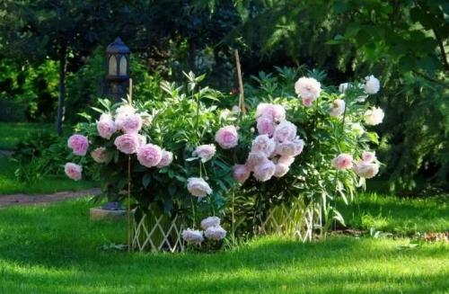 Как можно определить, что пионы не растут