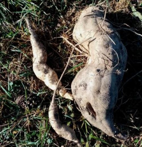 Уход за растением