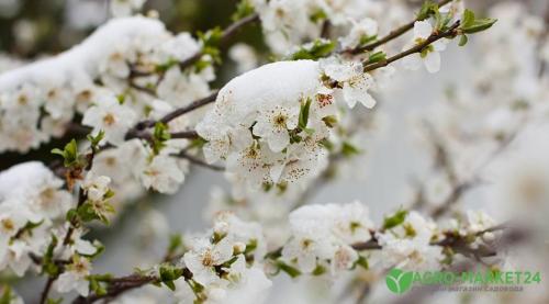 Как можно защитить растения от осенних заморозков, используя специальные химические средства