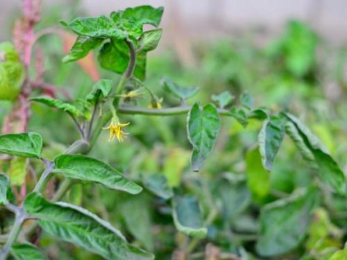 Как производится хлористый кальций