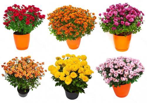 Какие сорта хризантем мультифлора лучше выращивать в контейнерах