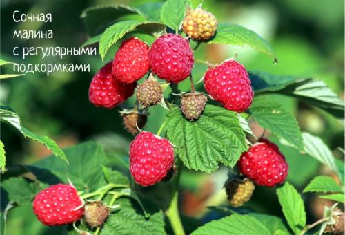 Какие сорта плодово-ягодных кустарников лучше выбрать для дачи