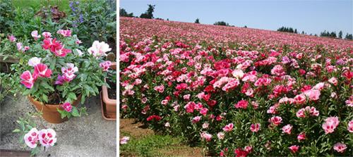 Годеция крупноцветковая. Виды, пригодные для выращивания в открытом грунте и популярные сорта годеции