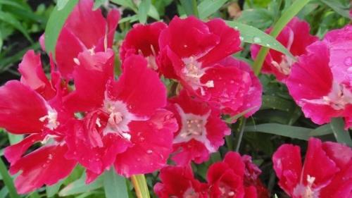 Описание 20 сортов и видов годеции. Сорта 06