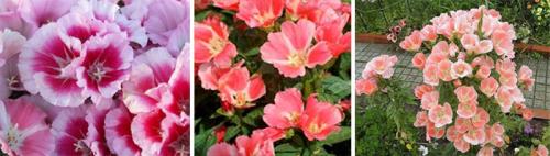 Годеция крупноцветковая. Виды, пригодные для выращивания в открытом грунте и популярные сорта годеции