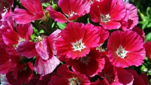 Описание 20 сортов и видов годеции. Сорта 10