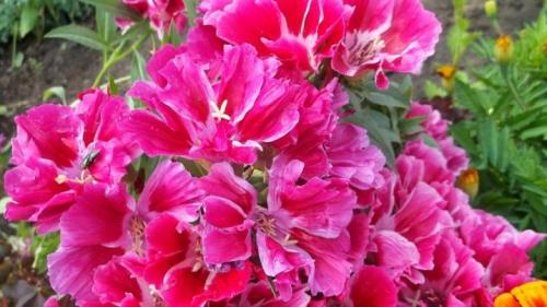 Описание 20 сортов и видов годеции. Сорта 09