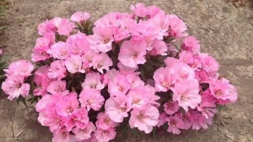 Описание 20 сортов и видов годеции. Сорта 08