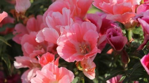 Описание 20 сортов и видов годеции. Сорта 02