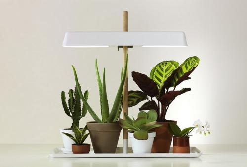 Домашние цветы зимой. Секреты зимнего ухода за комнатными растениями: подкормка, полив, освещение, температура