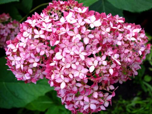 Беспроблемный сад из красивых гортензий. Сорта и виды гортензий