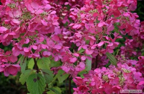 Самые красивые гортензии в мире: Виды, букеты, картинки