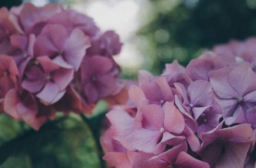 Самые красивые гортензии в мире: Виды, букеты, картинки