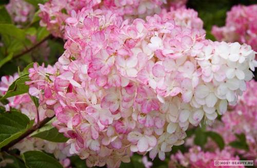 Самые красивые гортензии в мире: Виды, букеты, картинки