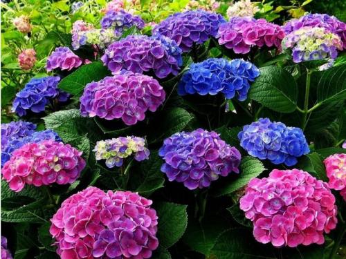 Беспроблемный сад из красивых гортензий. Сорта и виды гортензий