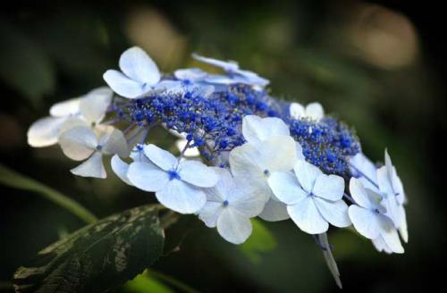 Самые красивые гортензии в мире: Виды, букеты, картинки