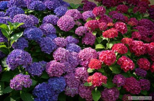Самые красивые гортензии в мире: Виды, букеты, картинки