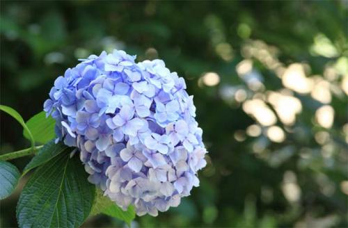 Самые красивые гортензии в мире: Виды, букеты, картинки