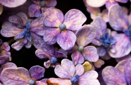 Самые красивые гортензии в мире: Виды, букеты, картинки