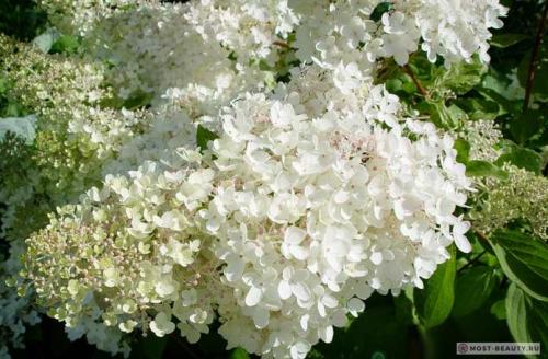 Самые красивые гортензии в мире: Виды, букеты, картинки
